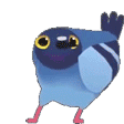 Pigeon